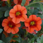 Calibrachoa PortuCal Patio Orange